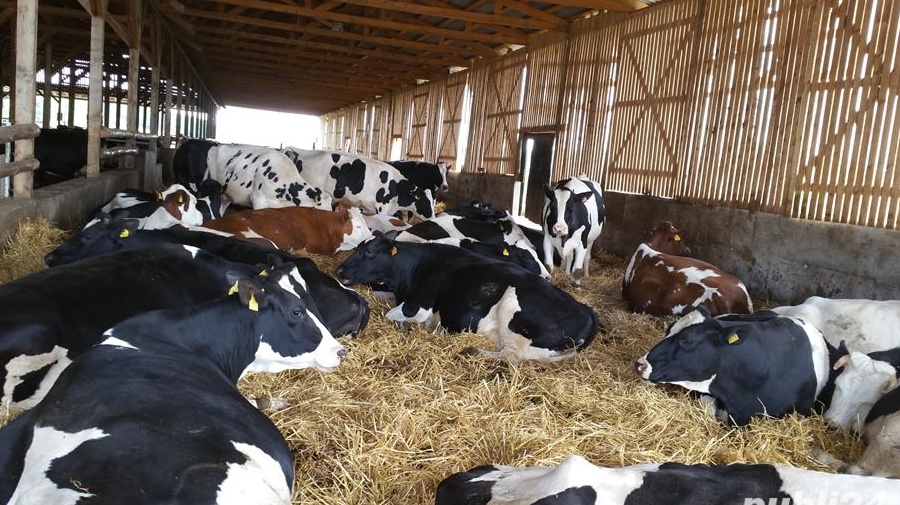 Ferma de vaci functionala, cu autorizatii la zi, de 1200 capete