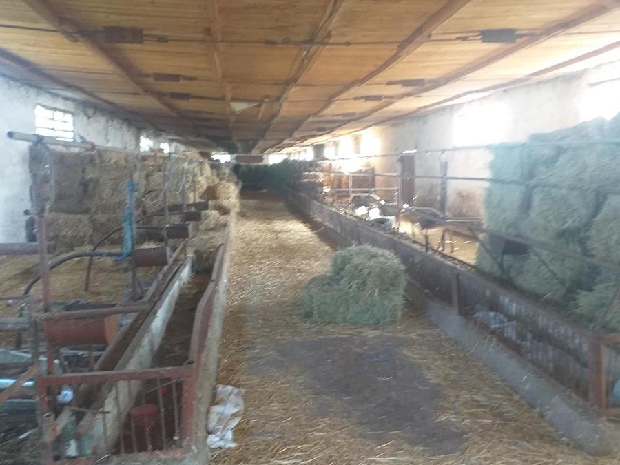 Ferma pentru cresterea vavilor de carne Bals Olt