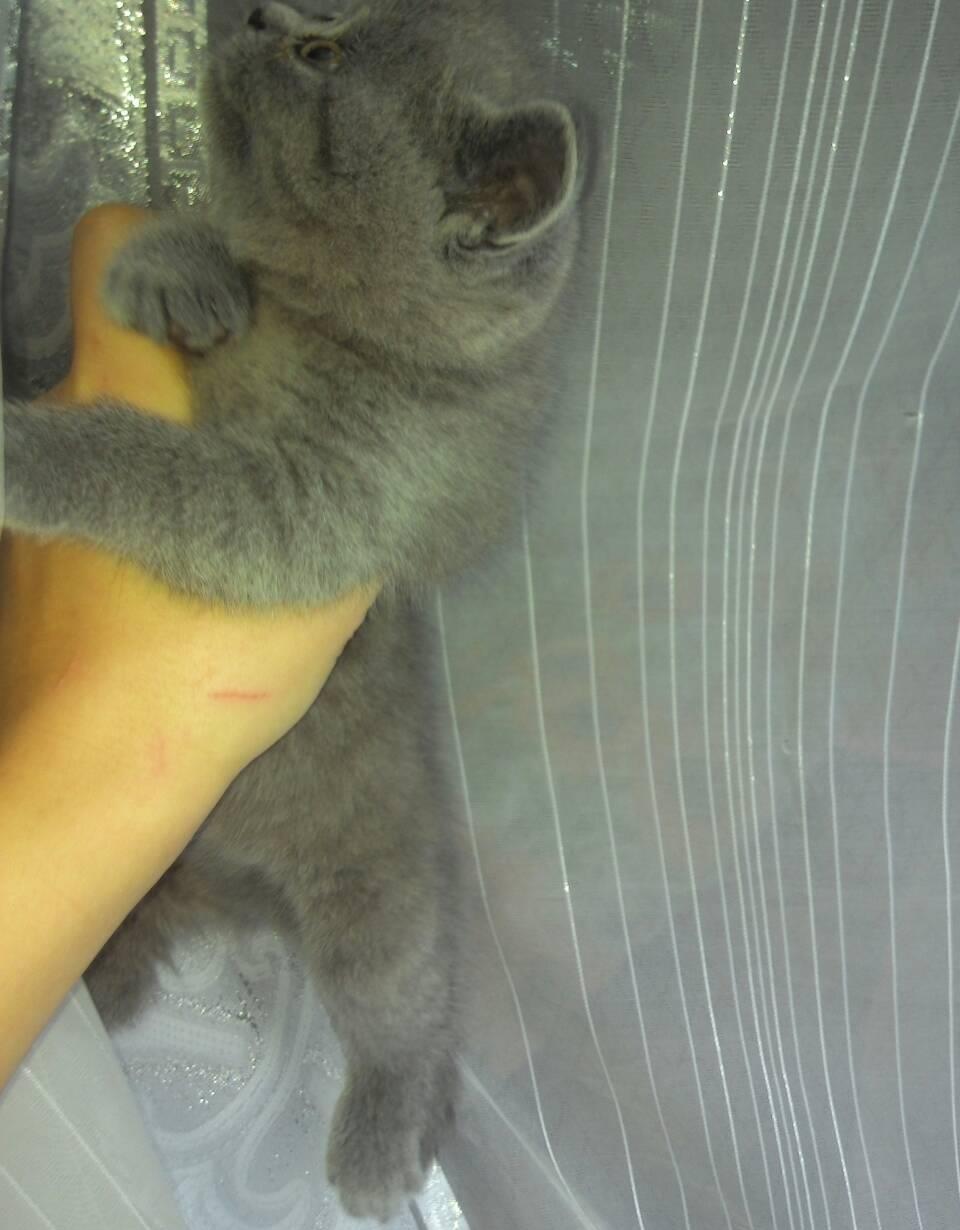 Fetita british shorthair blu!
