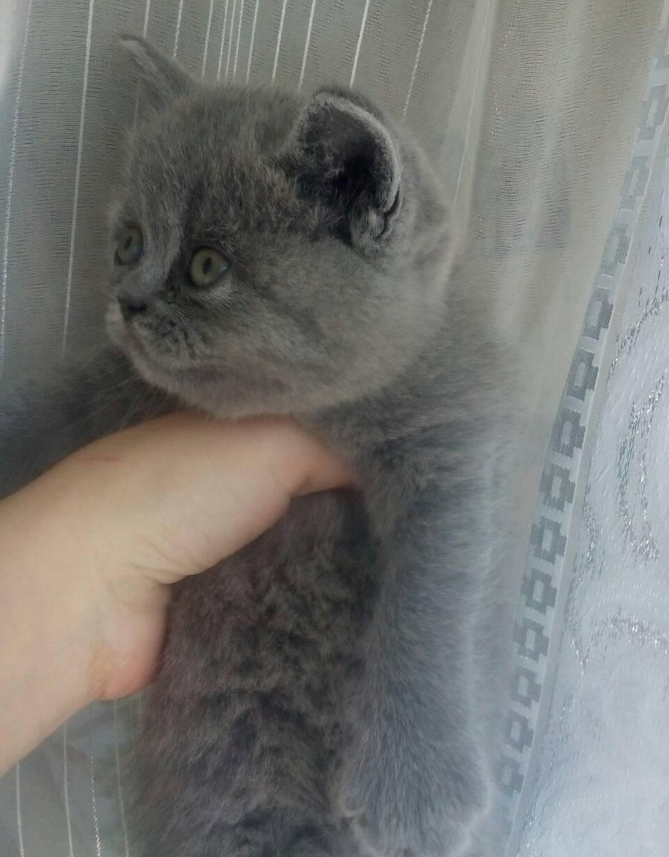 Fetita british shorthair blu!