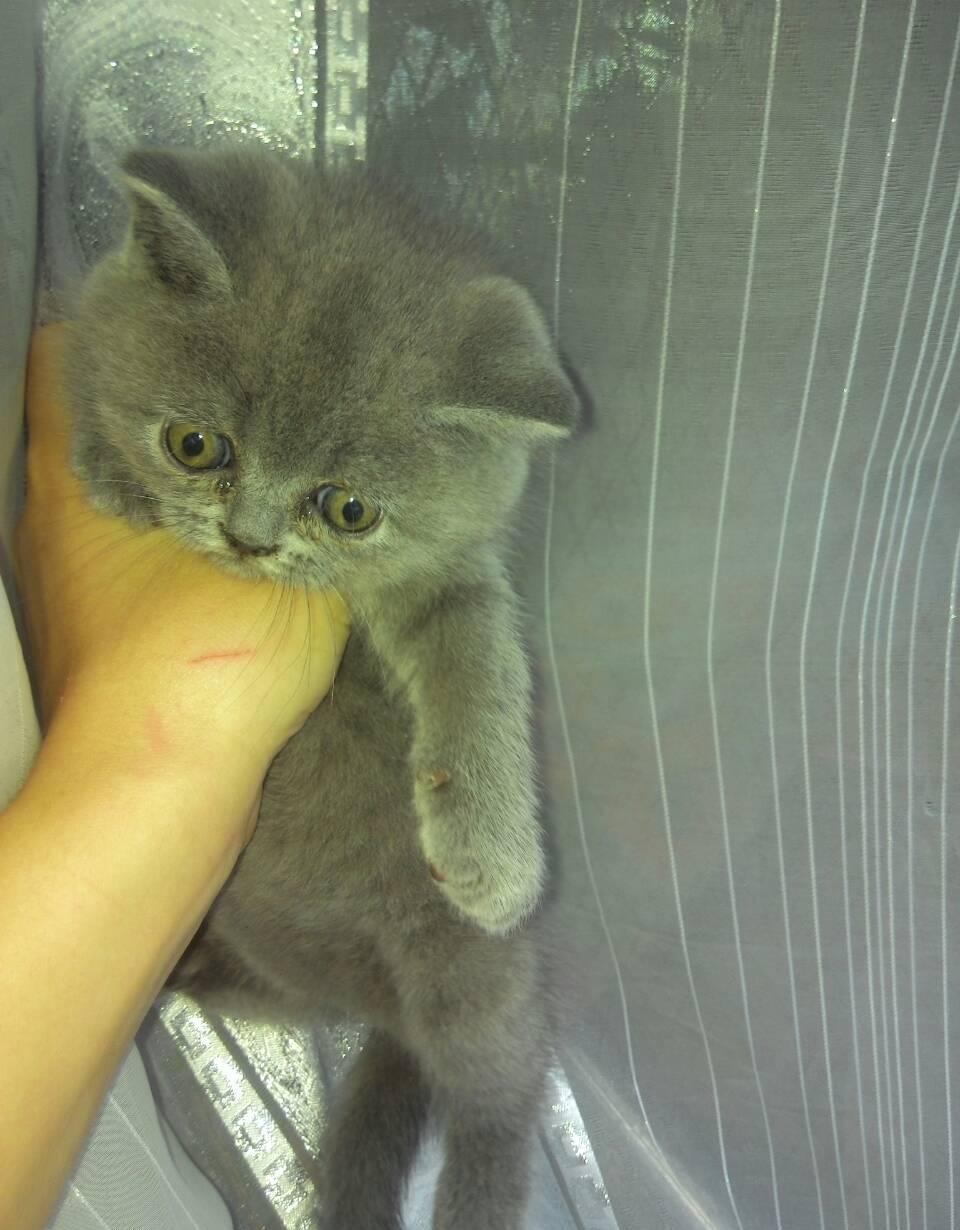 Fetita british shorthair blu!