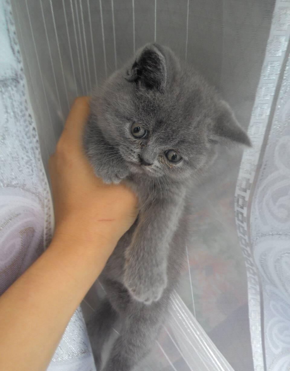 Fetita british shorthair blu!