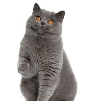 fetita british shorthair blue
