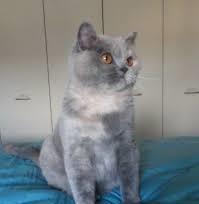 fetita british shorthair blue