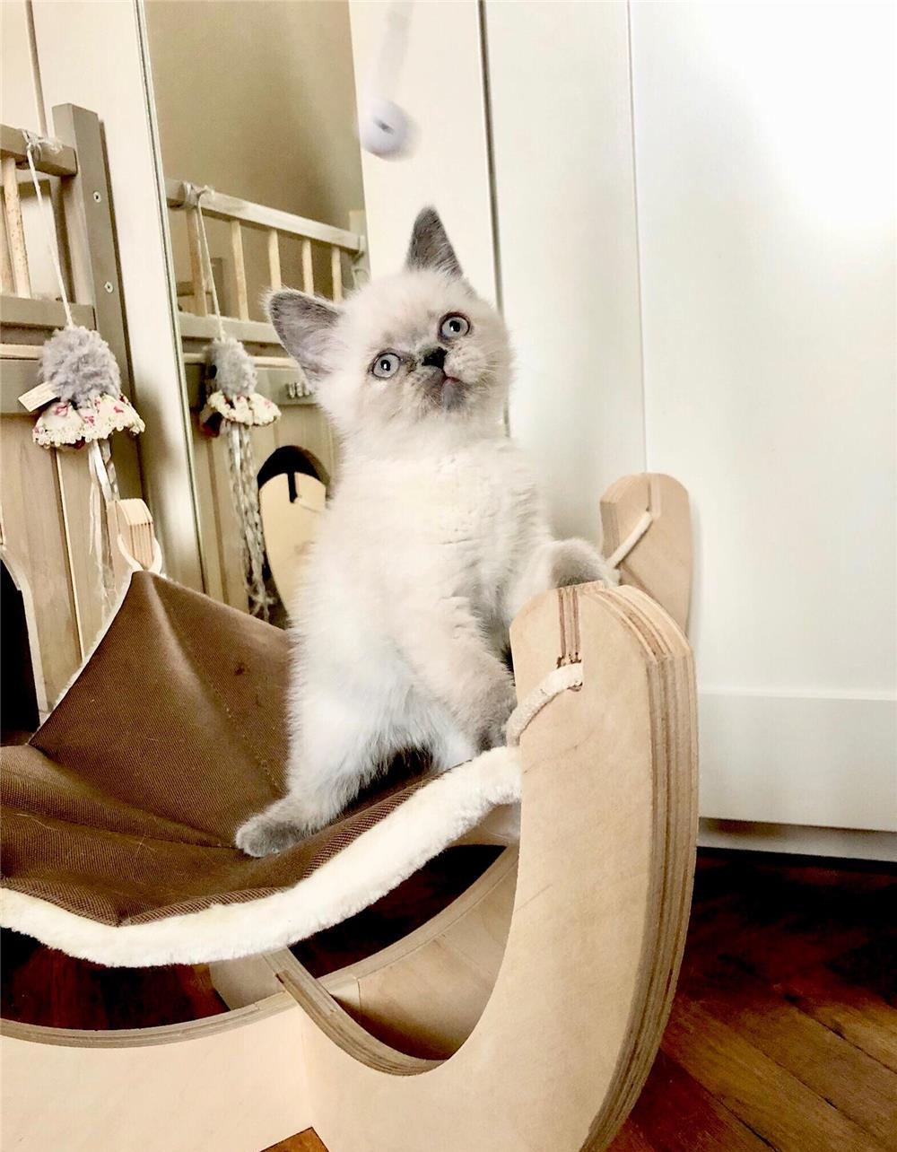 Fetita British Shorthair Color Point cuminte si iubitoare
