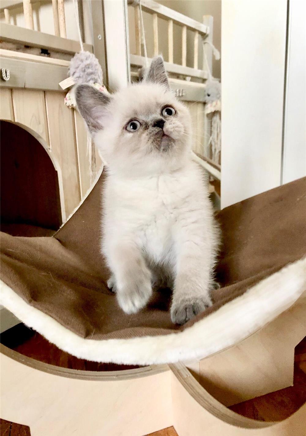 Fetita British Shorthair Color Point cuminte si iubitoare
