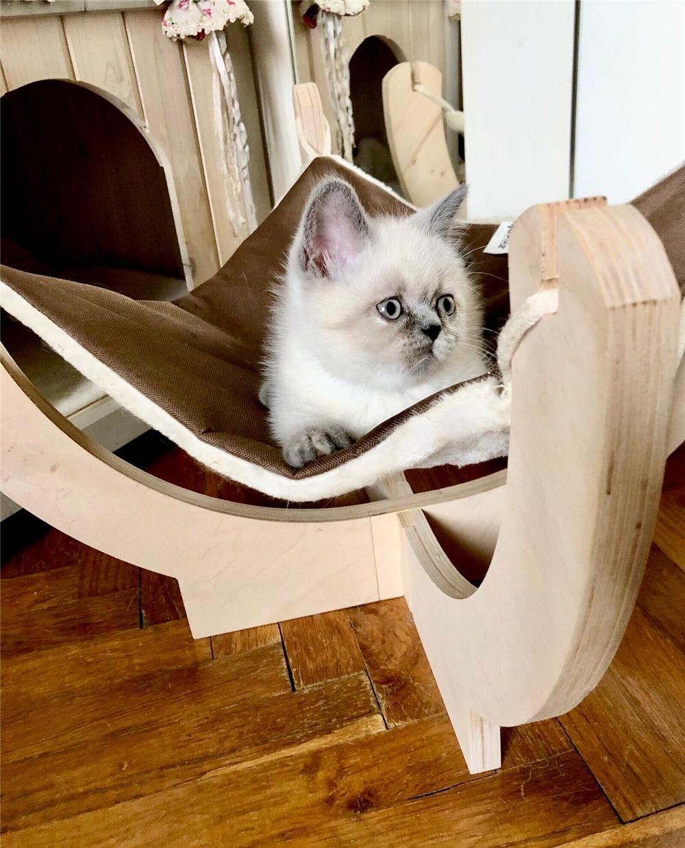 Fetita British Shorthair Color Point cuminte si iubitoare