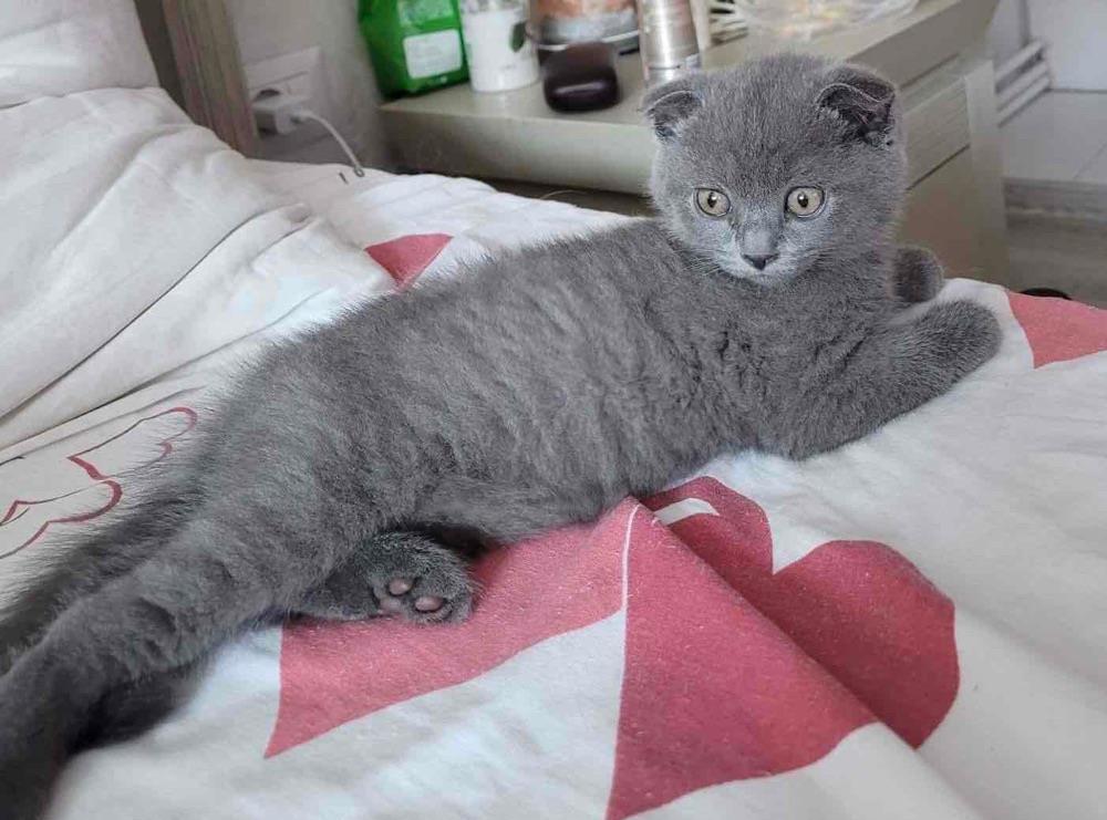fetita scottish fold!