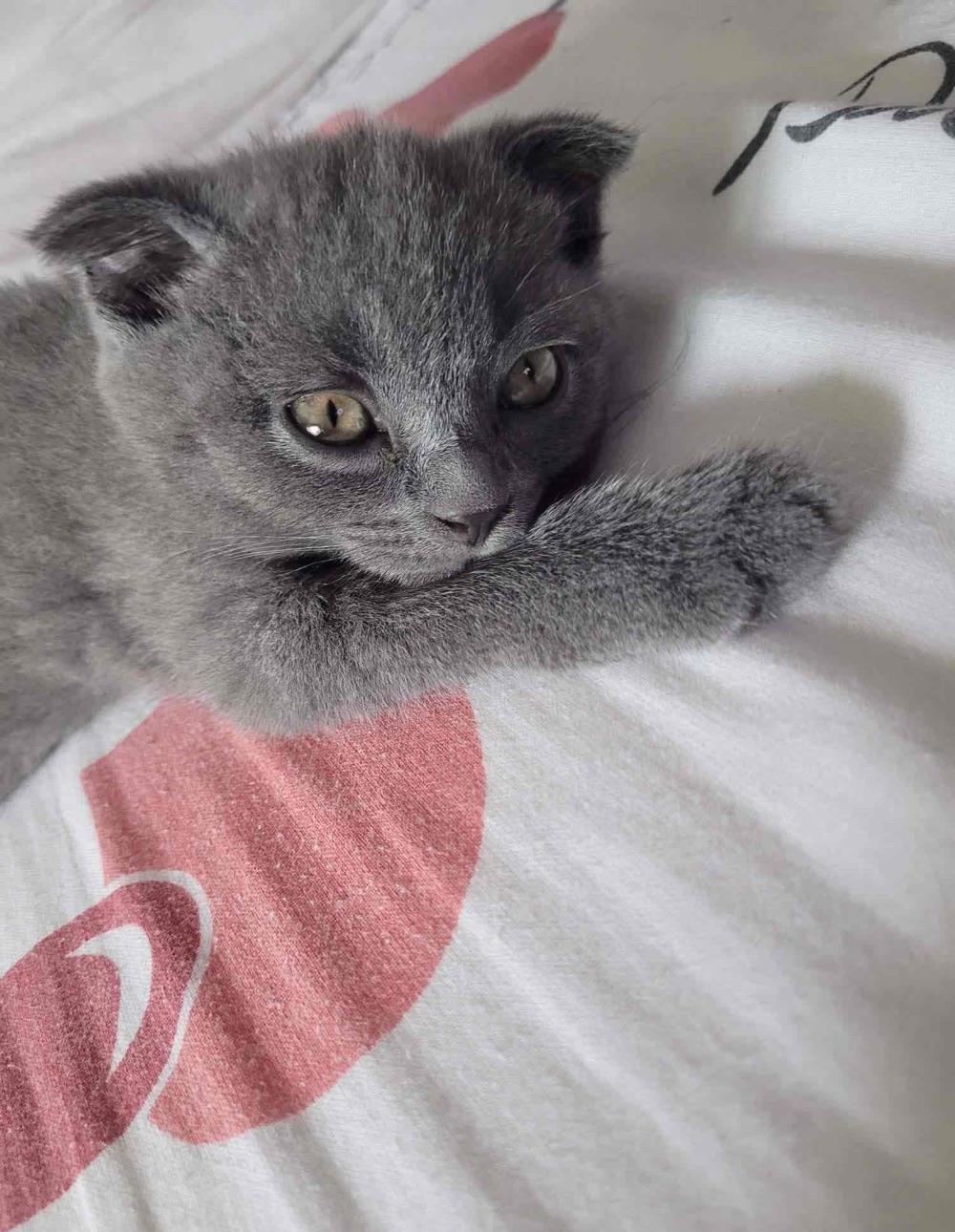 Fetita Scottish Fold