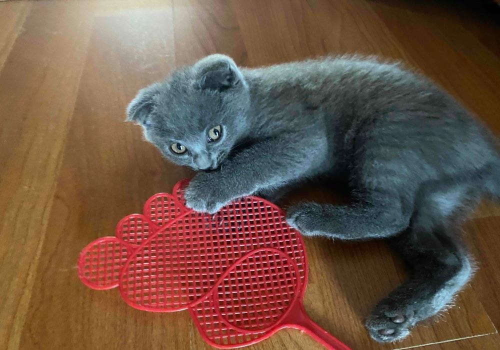 Fetita Scottish Fold