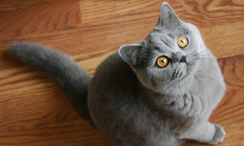 fetita si baiat chartreux