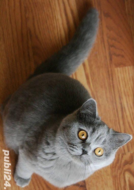 fetita si baiat chartreux