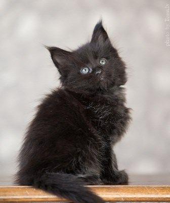 fetita si baiat maine coon