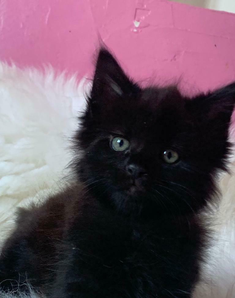 fetita si baiat maine coon
