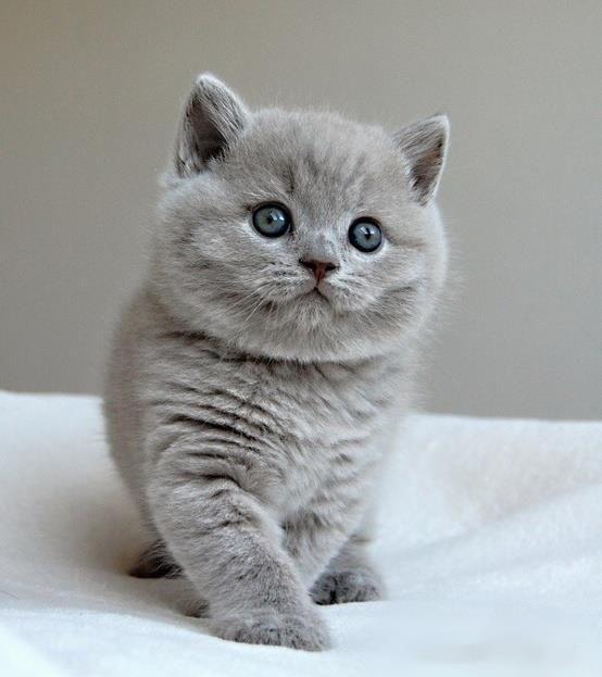 FETITA SI BAIETEL BRITISH SHORTHAIR.