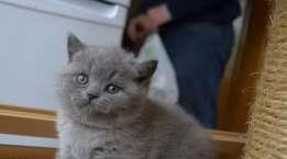 FETITA SI BAIETEL BRITISH SHORTHAIR.