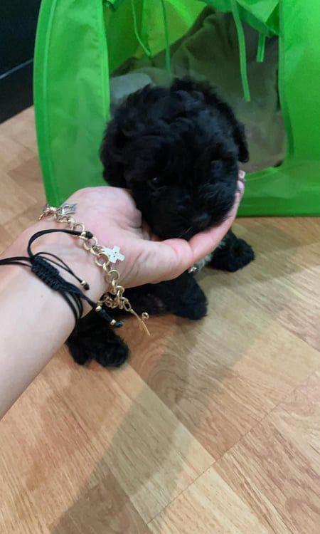 fetita si baietel caniche toy