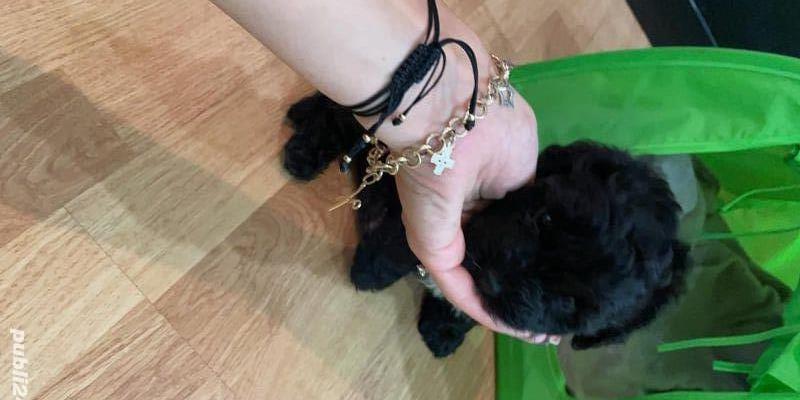 fetita si baietel caniche toy