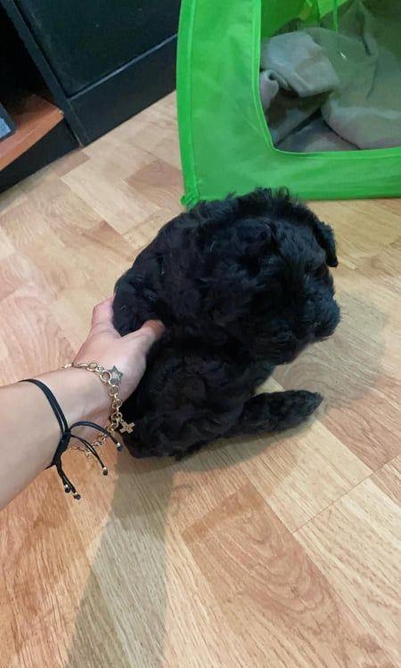 fetita si baietel caniche toy