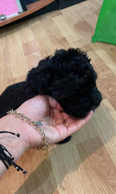fetita si baietel caniche toy