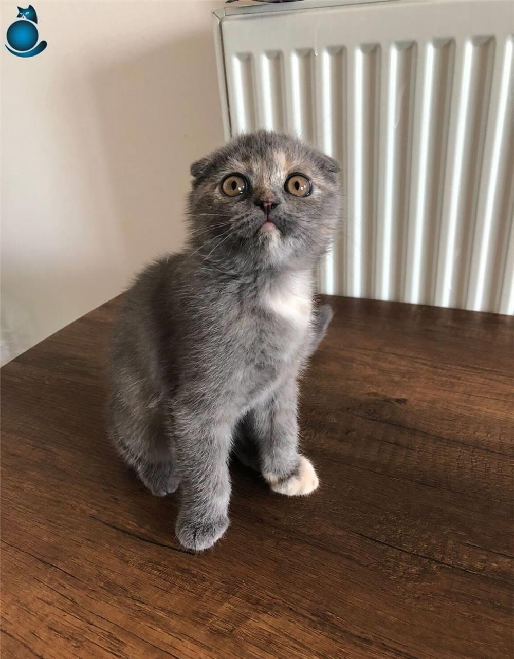 fetita si baietel scottish fold blue crem