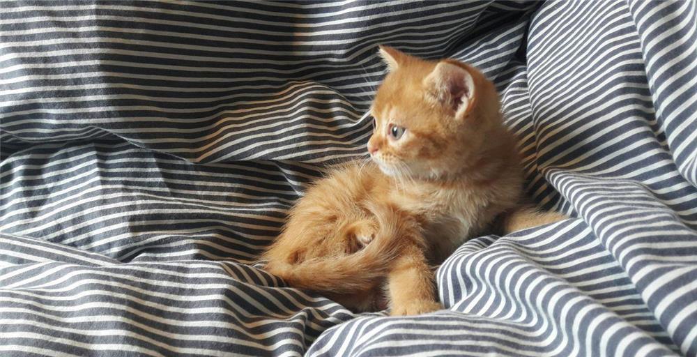 fetita si baietel turkish van