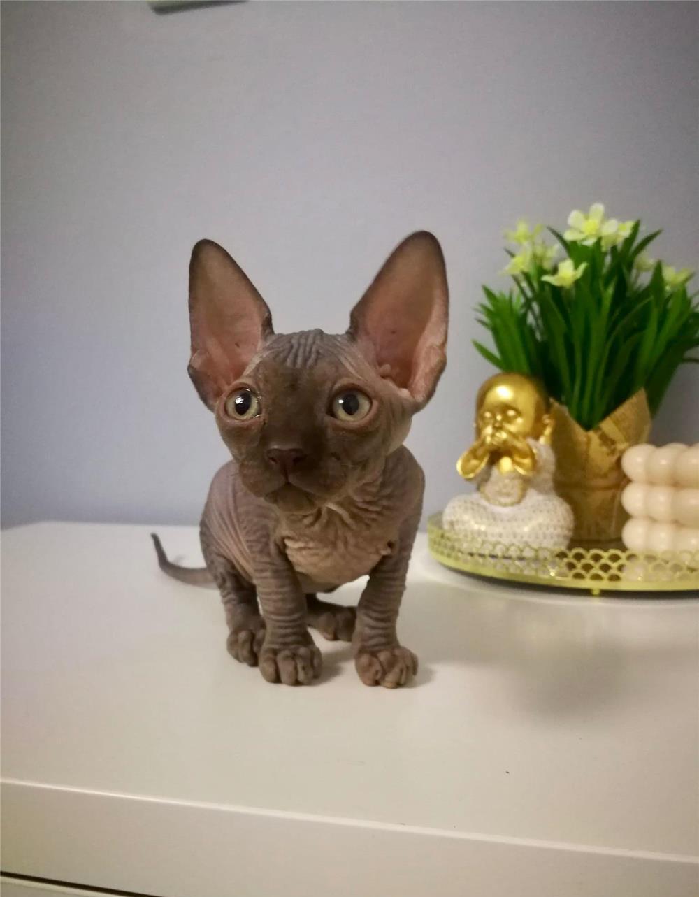 Fetita Sphynx Canadian, 2 lunite , foarte sociabila!