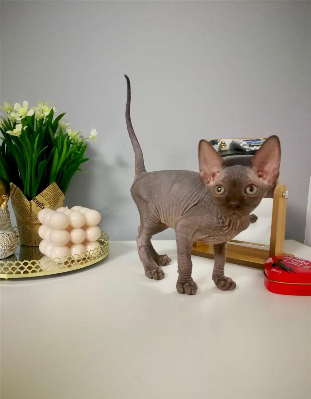 Fetita Sphynx Canadian, 2 lunite , foarte sociabila!