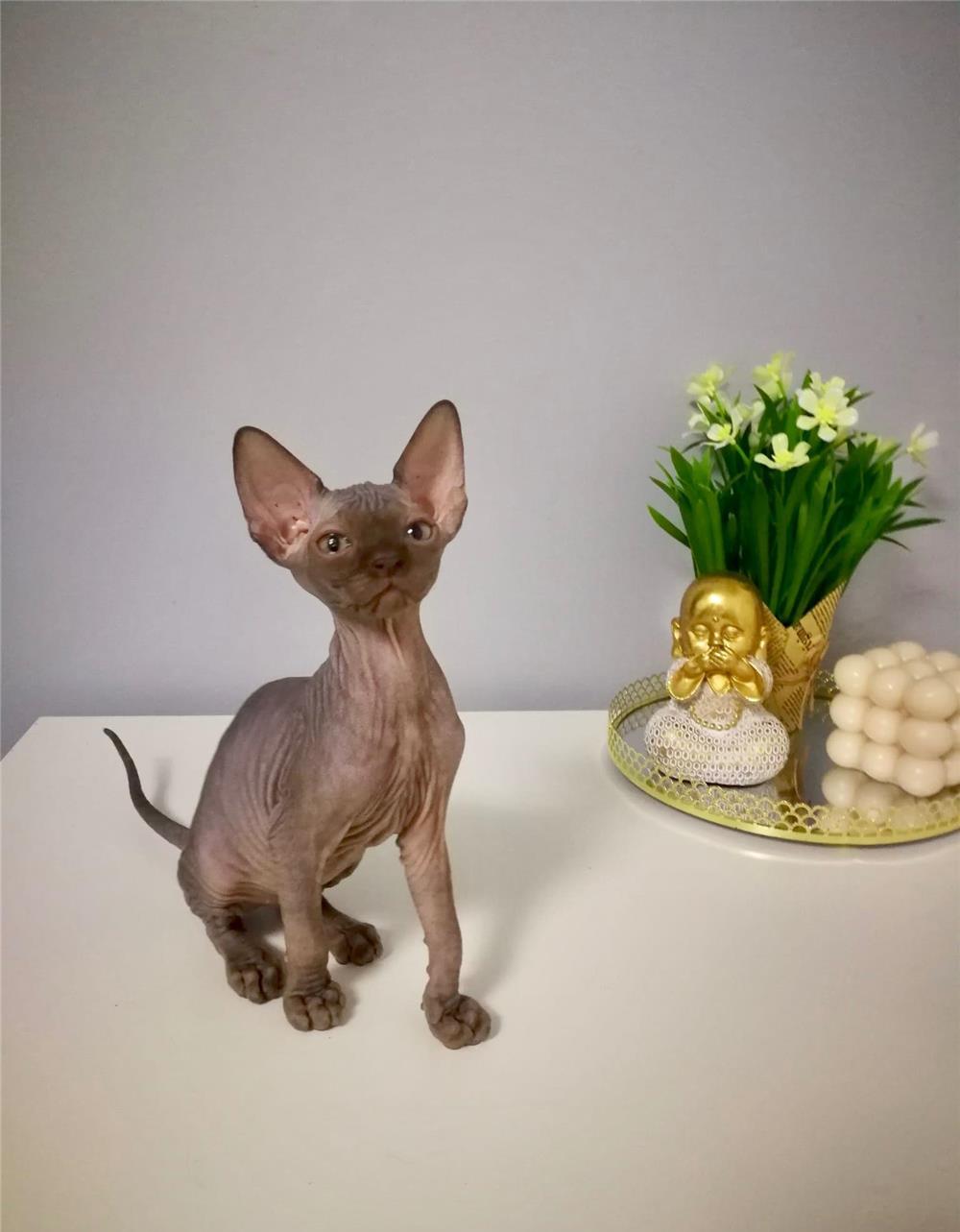 Fetita Sphynx Canadian, 2 lunite , foarte sociabila!