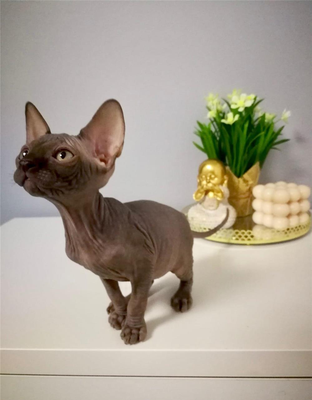 Fetita Sphynx Canadian, 2 lunite , foarte sociabila!