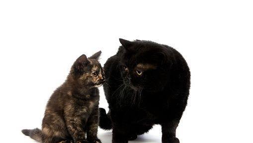 fetita superba american shorthair