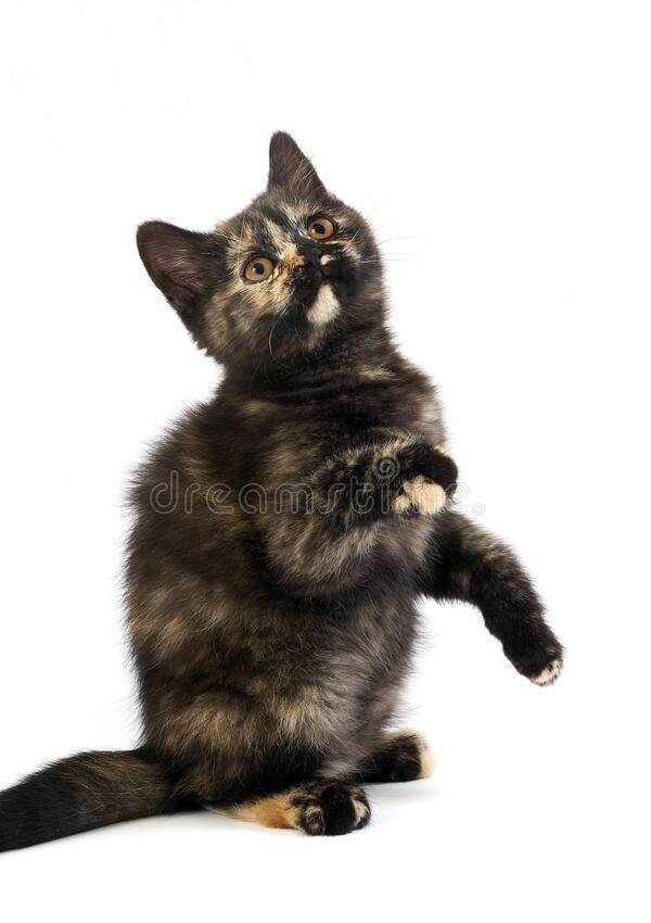 fetita superba american shorthair