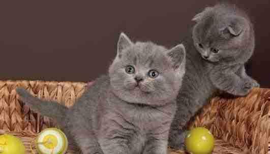 fetite british blue crem