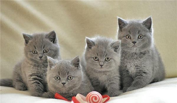fetite british shorthair