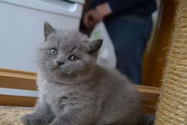 fetite british shorthair