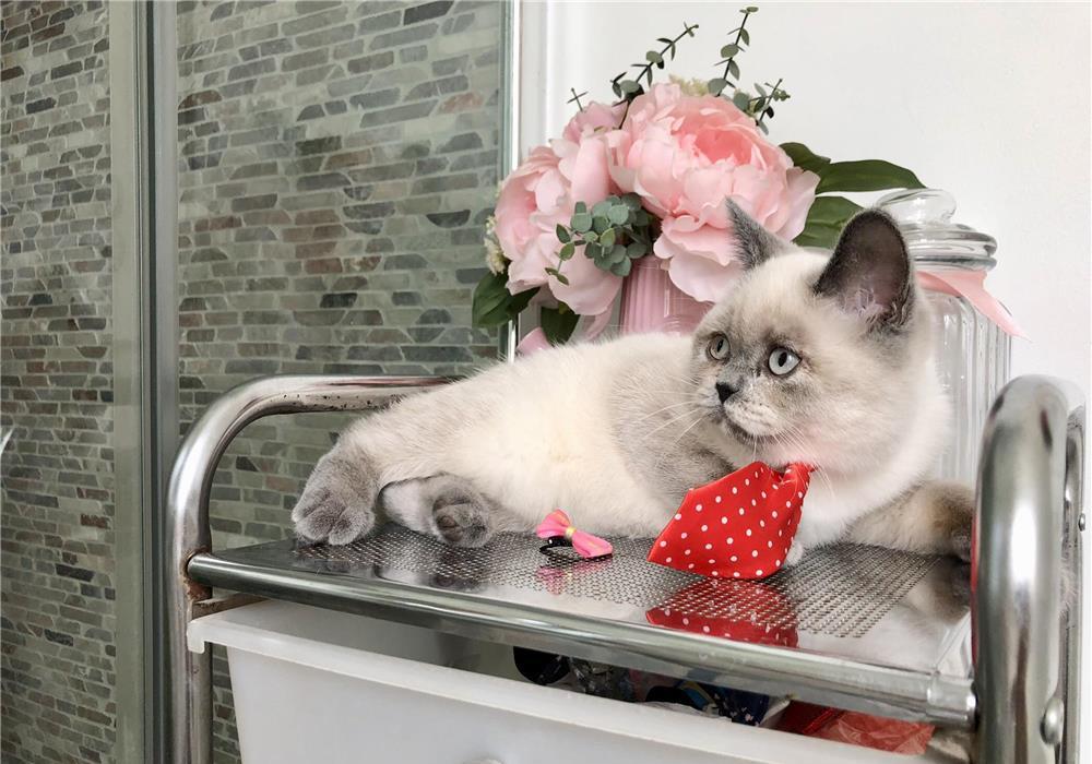 Fetite British Shorthair Cuminti si Iubitoare!