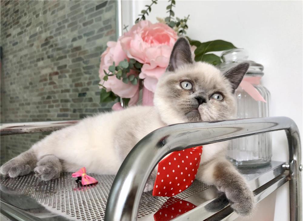 Fetite British Shorthair Cuminti si Iubitoare!