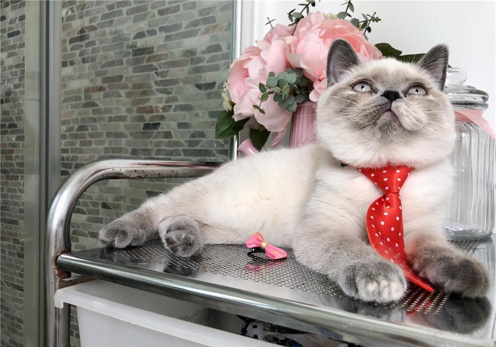Fetite British Shorthair Cuminti si Iubitoare!