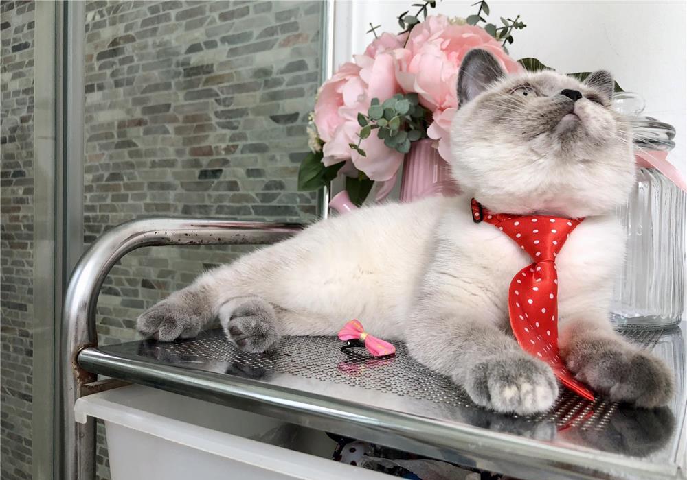 Fetite British Shorthair Cuminti si Iubitoare!