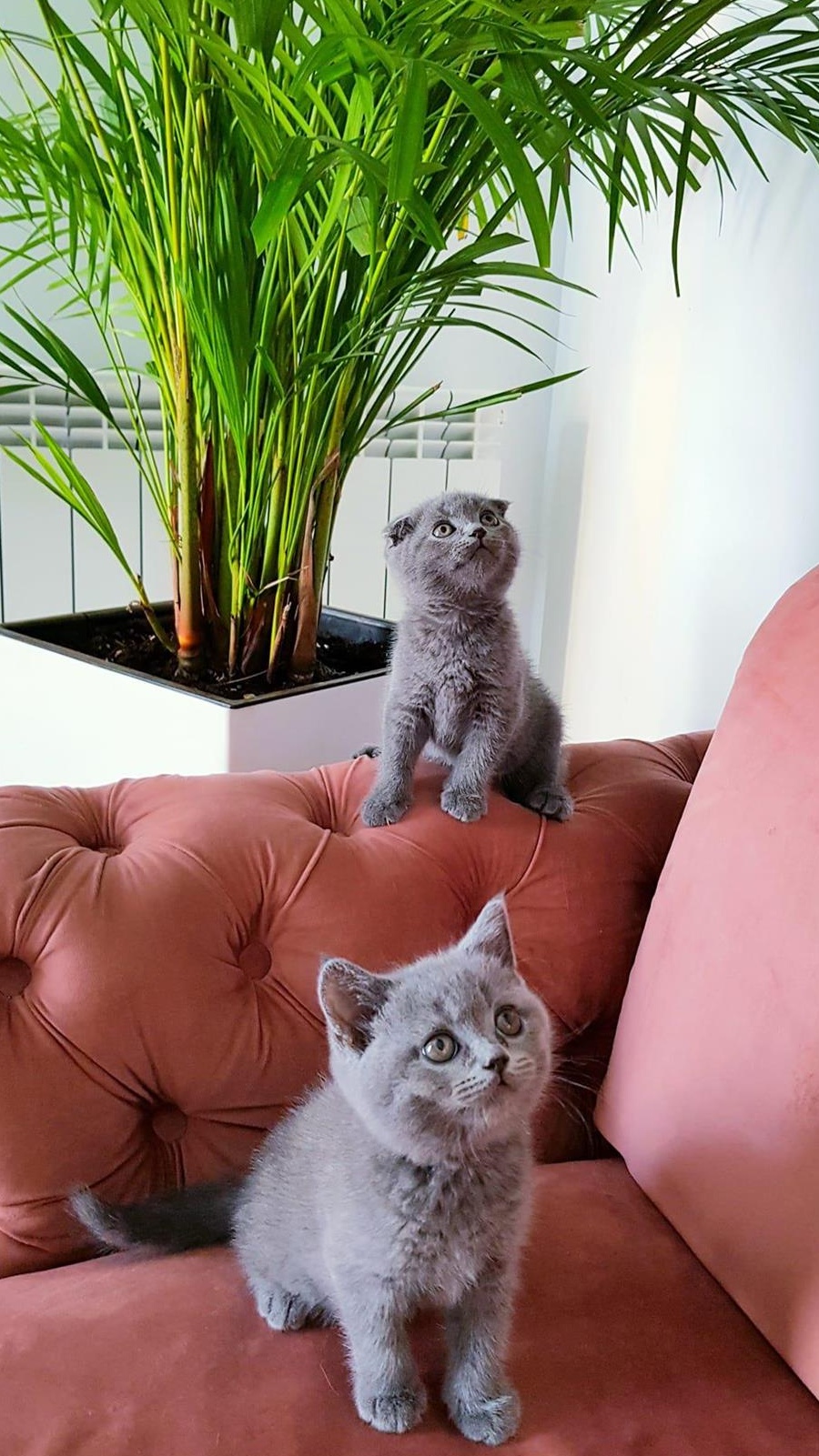 Fetițe si baietei  british shorthair, scottish,  blue și lila