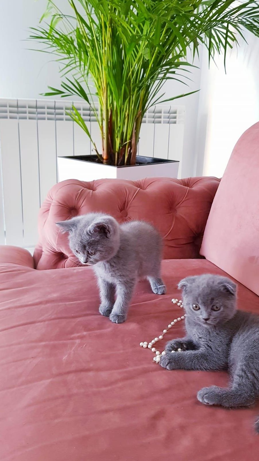 Fetițe si baietei  british shorthair, scottish,  blue și lila