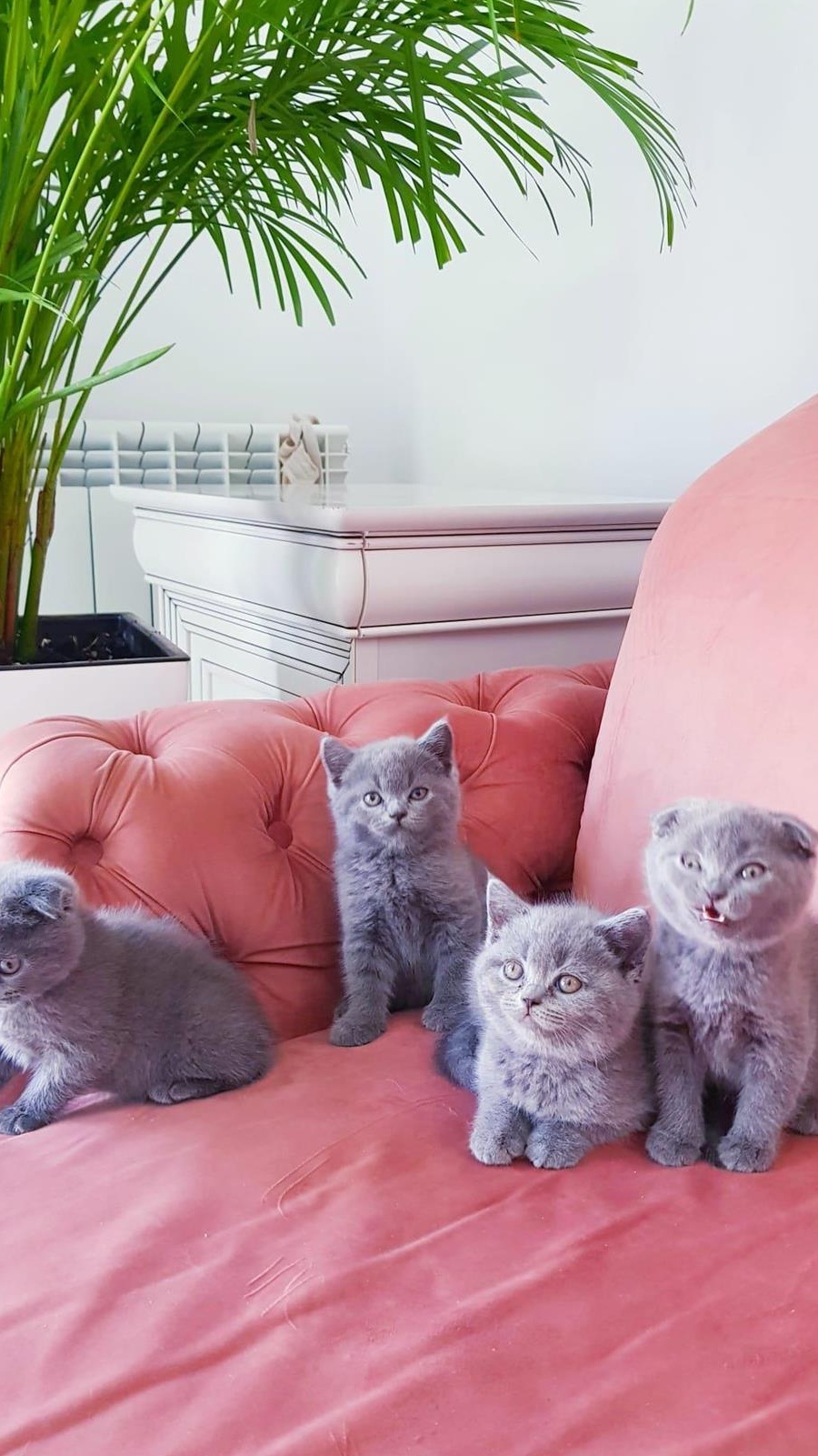 Fetițe si baietei  british shorthair, scottish,  blue și lila
