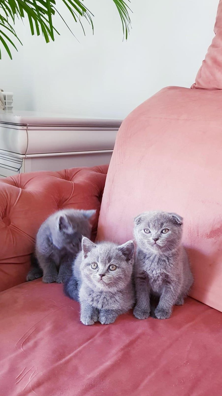 Fetițe si baietei  british shorthair, scottish,  blue și lila