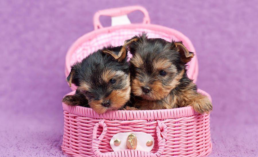 fetite si baietei yorkshire terrier! Asigur transport!