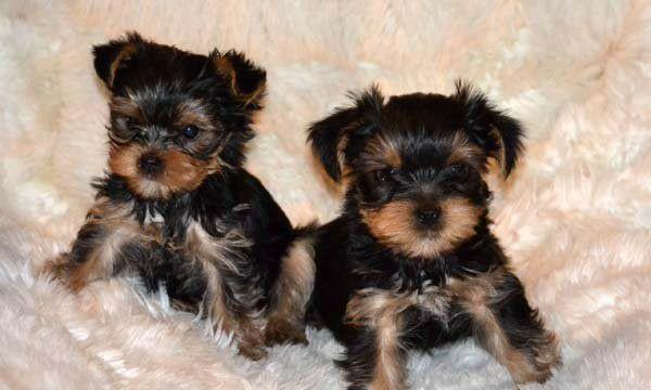 fetite si baietei yorkshire terrier! Asigur transport!