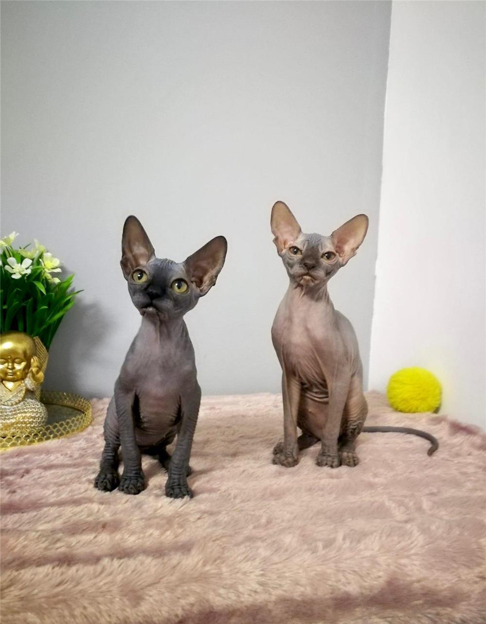 Fetite Sphynx Canadian Frumoase si jucause. Fiv,Felv,Fcov