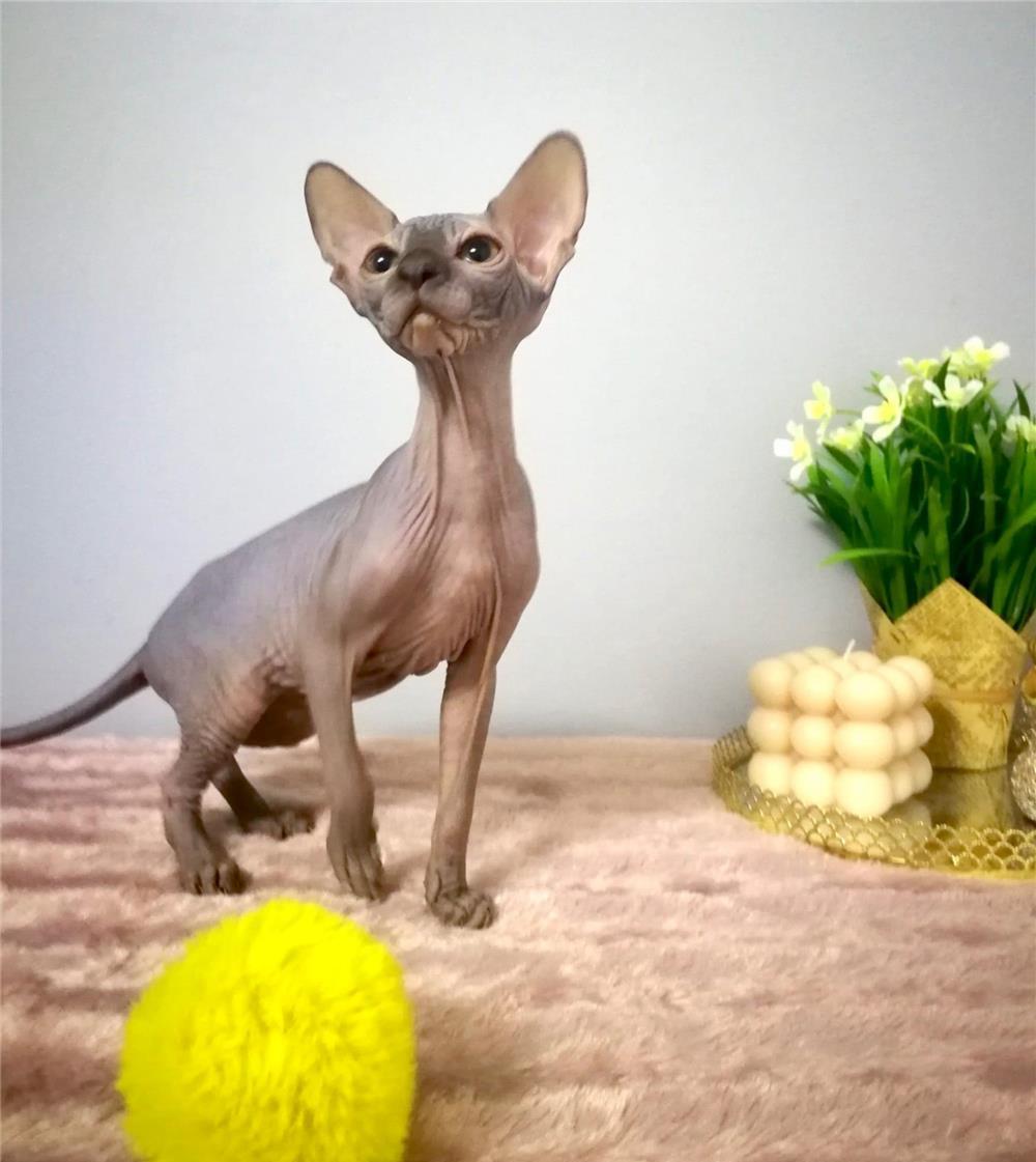 Fetite Sphynx Canadian Frumoase si jucause. Fiv,Felv,Fcov