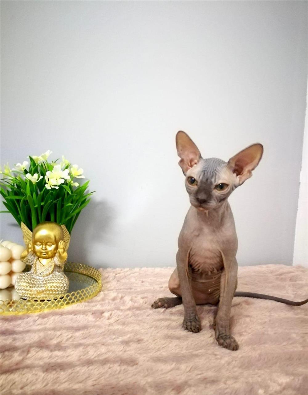 Fetite Sphynx Canadian Frumoase si jucause. Fiv,Felv,Fcov