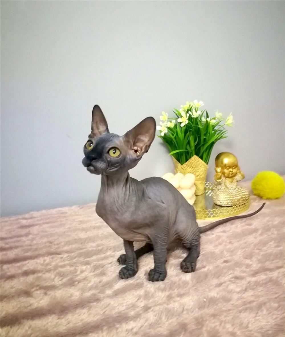Fetite Sphynx Canadian Frumoase si jucause. Fiv,Felv,Fcov