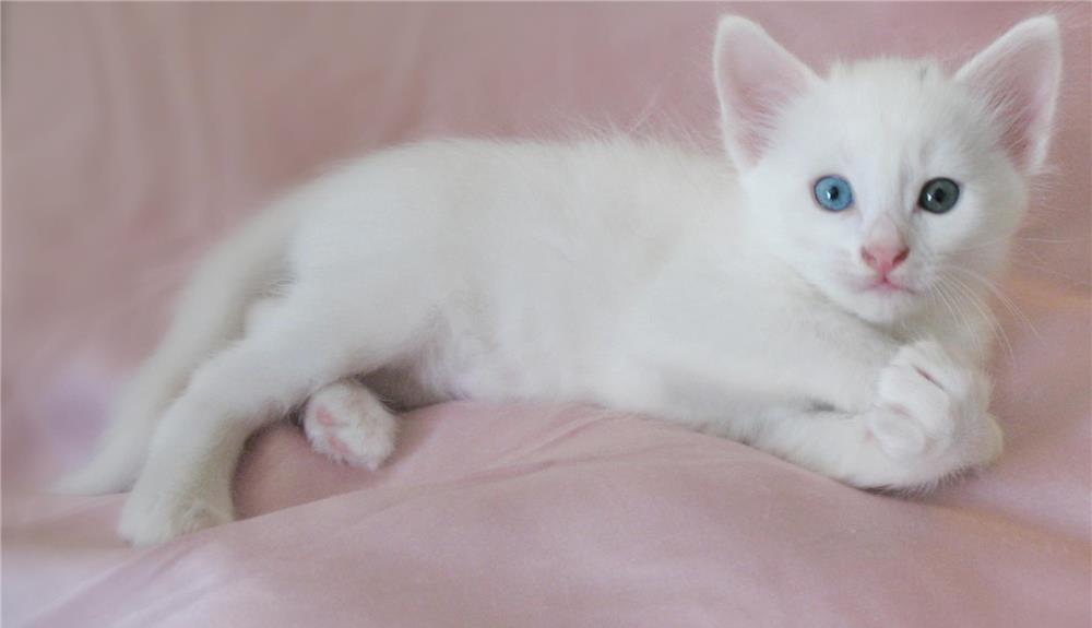 fetite superbe angora un ochi verde 1 albastru
